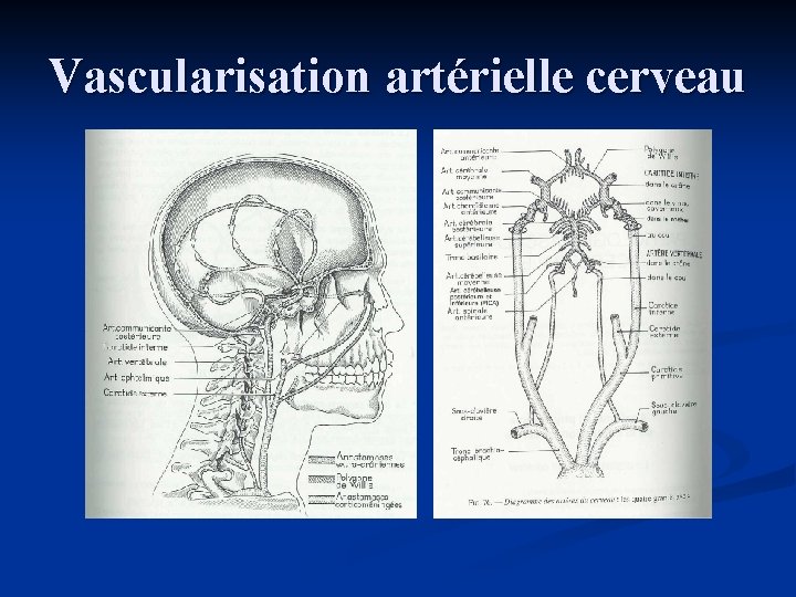 Vascularisation artérielle cerveau 