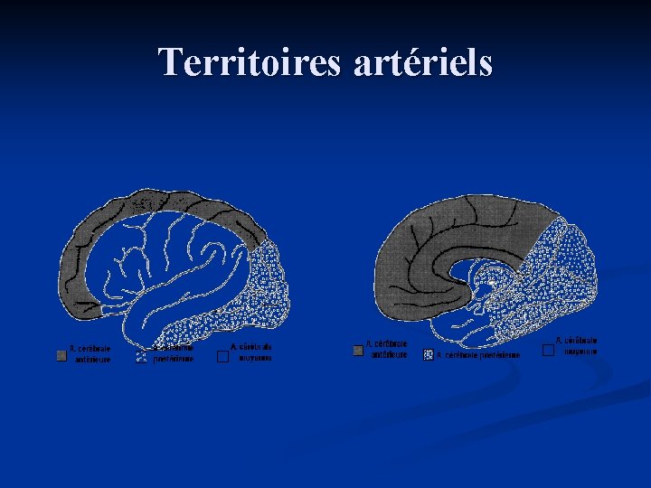 Territoires artériels 