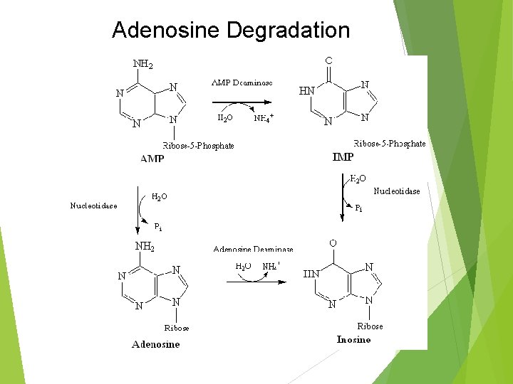 Adenosine Degradation 