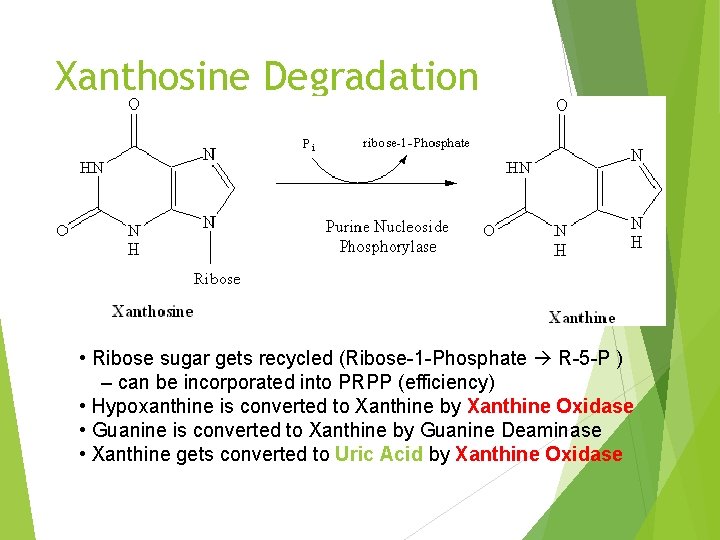 Xanthosine Degradation • Ribose sugar gets recycled (Ribose-1 -Phosphate R-5 -P ) – can