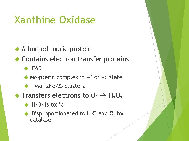 Xanthine Oxidase A homodimeric protein Contains electron transfer proteins FAD Mo-pterin Two 2 Fe-2