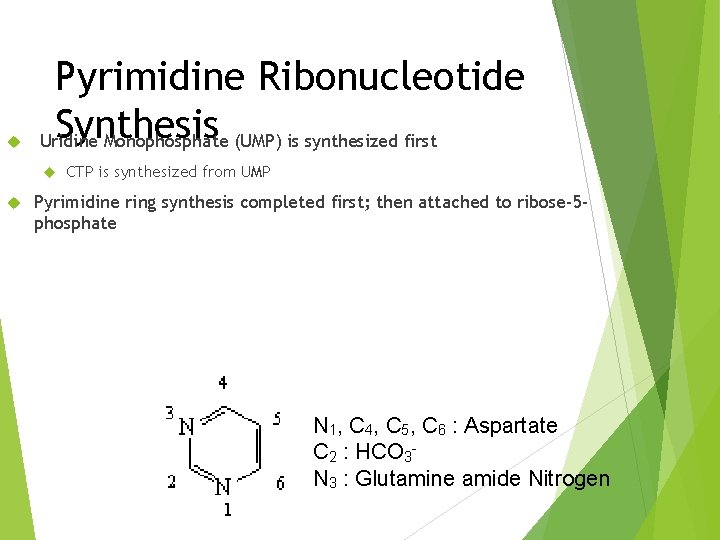  Pyrimidine Ribonucleotide Synthesis Uridine Monophosphate (UMP) is synthesized first CTP is synthesized from