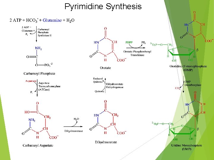 Pyrimidine Synthesis 