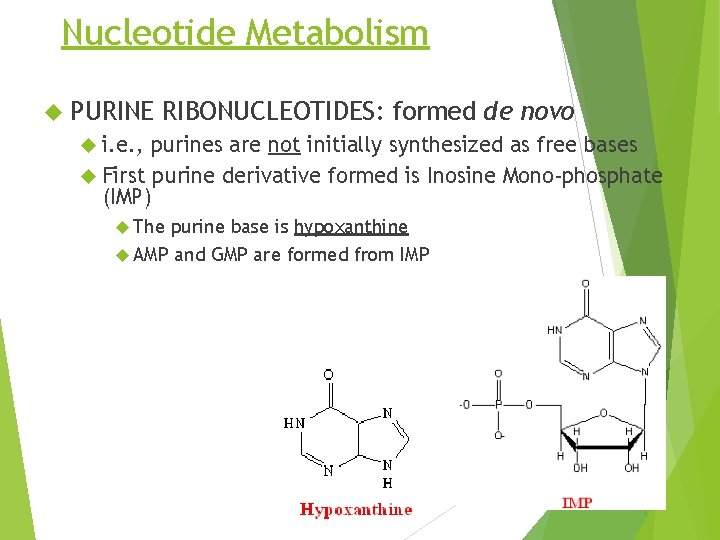 Nucleotide Metabolism PURINE RIBONUCLEOTIDES: formed de novo i. e. , purines are not initially