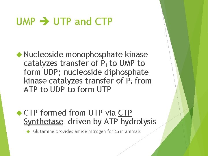 UMP UTP and CTP Nucleoside monophosphate kinase catalyzes transfer of Pi to UMP to