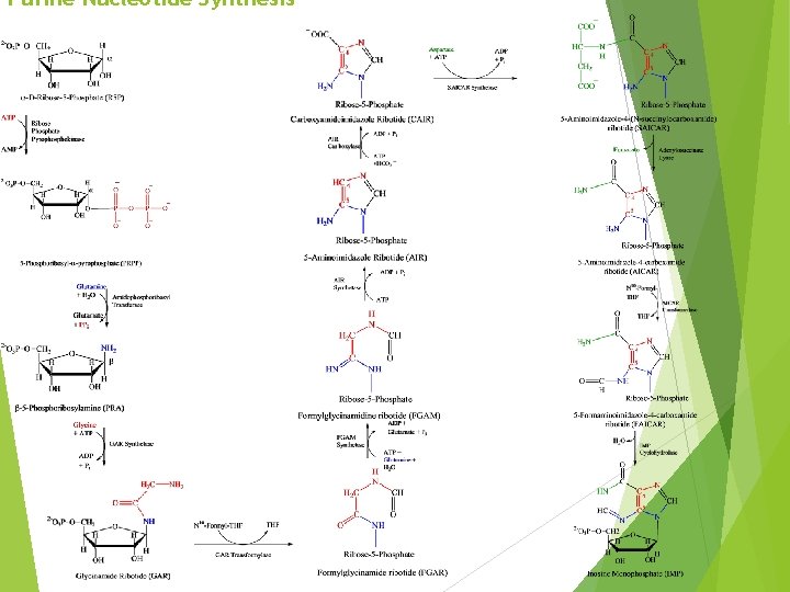 Purine Nucleotide Synthesis 