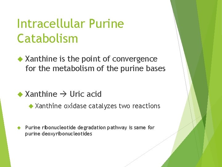 Intracellular Purine Catabolism Xanthine is the point of convergence for the metabolism of the