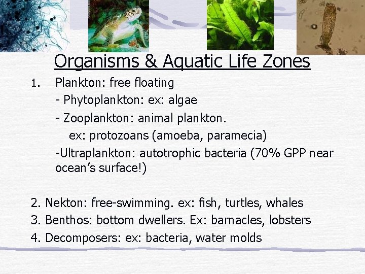 Organisms & Aquatic Life Zones Plankton: free floating - Phytoplankton: ex: algae - Zooplankton: