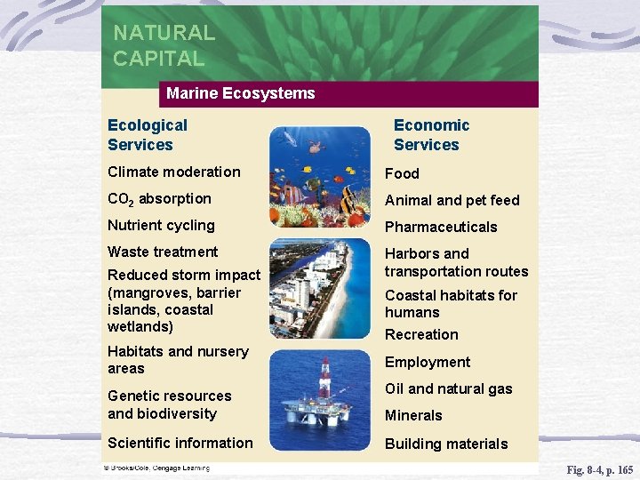 NATURAL CAPITAL Marine Ecosystems Ecological Services Economic Services Climate moderation Food CO 2 absorption