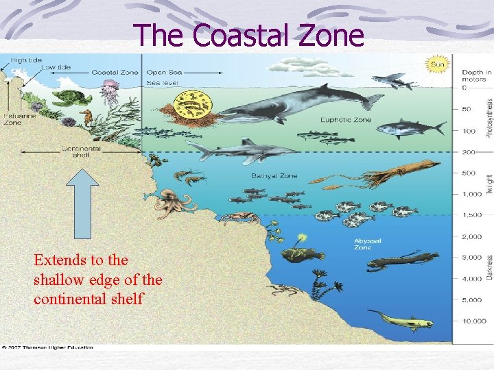 The Coastal Zone Extends to the shallow edge of the continental shelf 