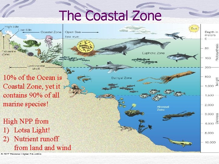 The Coastal Zone 10% of the Ocean is Coastal Zone, yet it contains 90%