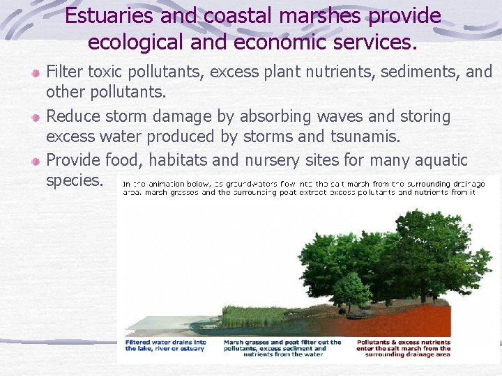 Estuaries and coastal marshes provide ecological and economic services. Filter toxic pollutants, excess plant