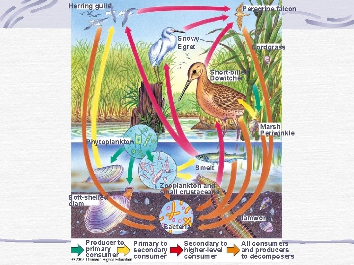 Herring gulls Peregrine falcon Snowy Egret Cordgrass Short-billed Dowitcher Marsh Periwinkle Phytoplankton Smelt Soft-shelled