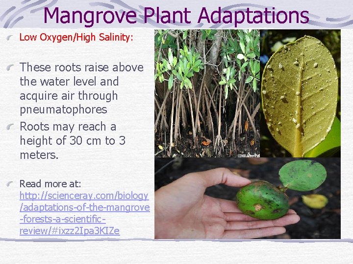 Mangrove Plant Adaptations Low Oxygen/High Salinity: These roots raise above the water level and