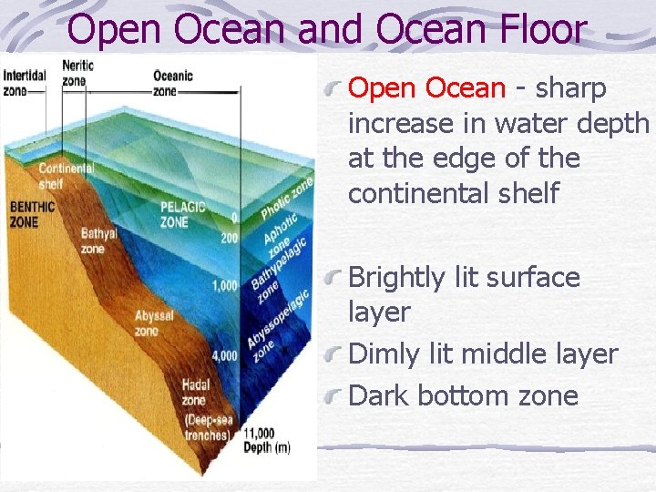 Open Ocean and Ocean Floor Open Ocean - sharp increase in water depth at