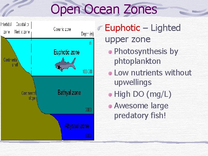 Open Ocean Zones Euphotic – Lighted upper zone Photosynthesis by phtoplankton Low nutrients without