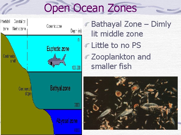 Open Ocean Zones Bathayal Zone – Dimly lit middle zone Little to no PS