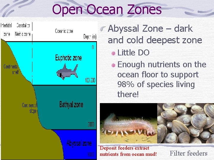 Open Ocean Zones Abyssal Zone – dark and cold deepest zone Little DO Enough