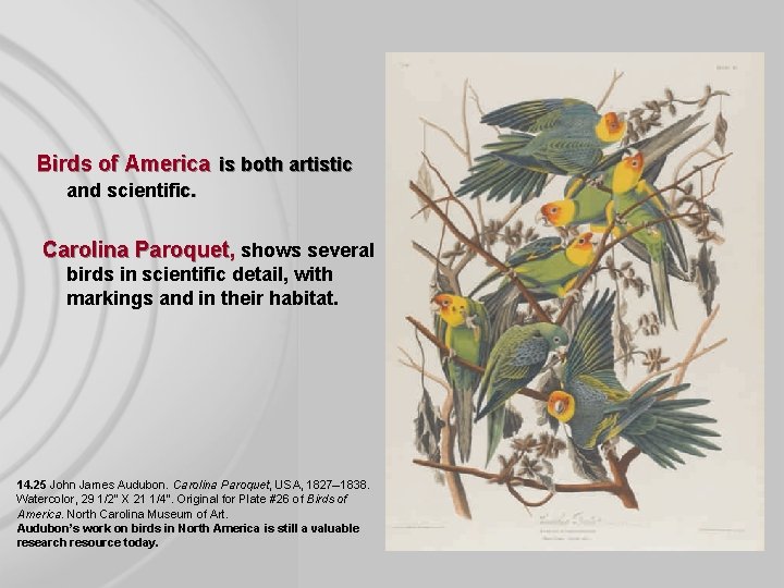 Birds of America is both artistic and scientific. Carolina Paroquet, shows several birds in