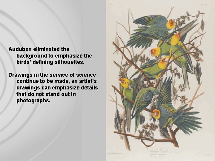 Audubon eliminated the background to emphasize the birds’ defining silhouettes. Drawings in the service