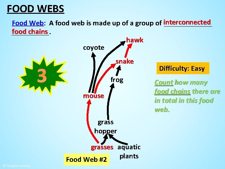 FOOD WEBS Food Web: A food web is made up of a group of