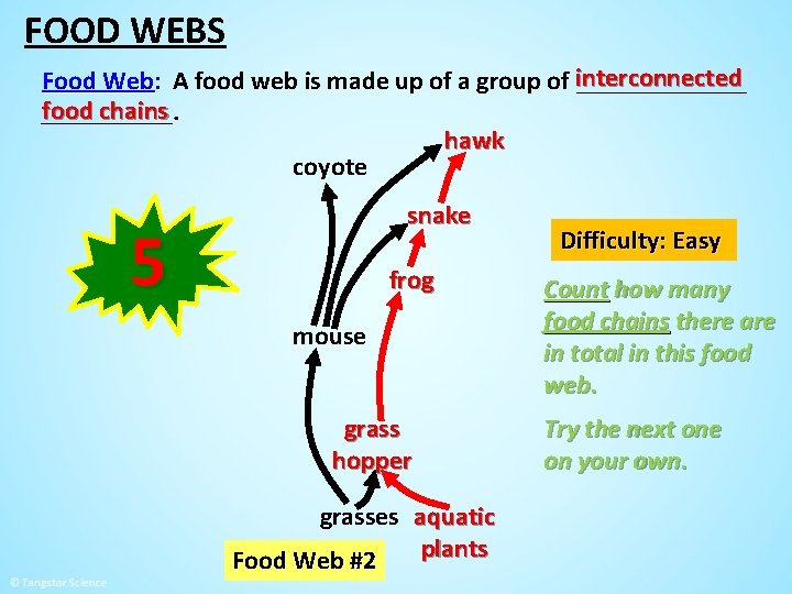FOOD WEBS Food Web: A food web is made up of a group of
