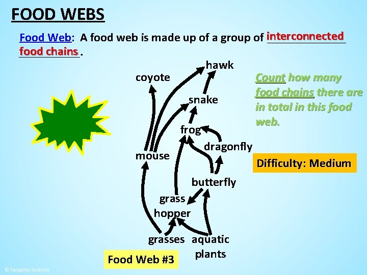 FOOD WEBS Food Web: A food web is made up of a group of