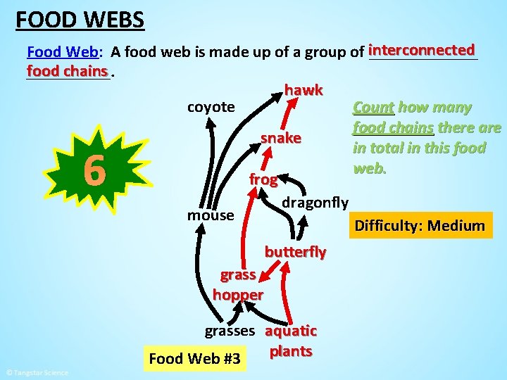 FOOD WEBS Food Web: A food web is made up of a group of