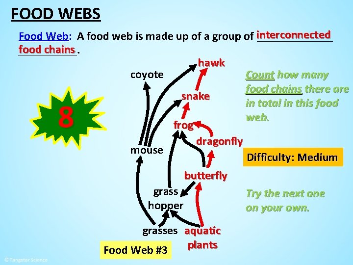 FOOD WEBS Food Web: A food web is made up of a group of