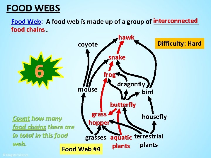 FOOD WEBS Food Web: A food web is made up of a group of