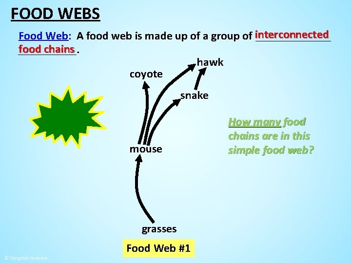 FOOD WEBS Food Web: A food web is made up of a group of