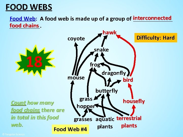 FOOD WEBS Food Web: A food web is made up of a group of