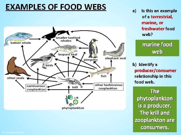 EXAMPLES OF FOOD WEBS a) Is this an example of a terrestrial, marine, or
