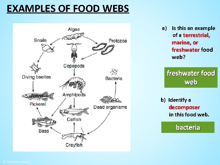 EXAMPLES OF FOOD WEBS a) Is this an example of a terrestrial, marine, or