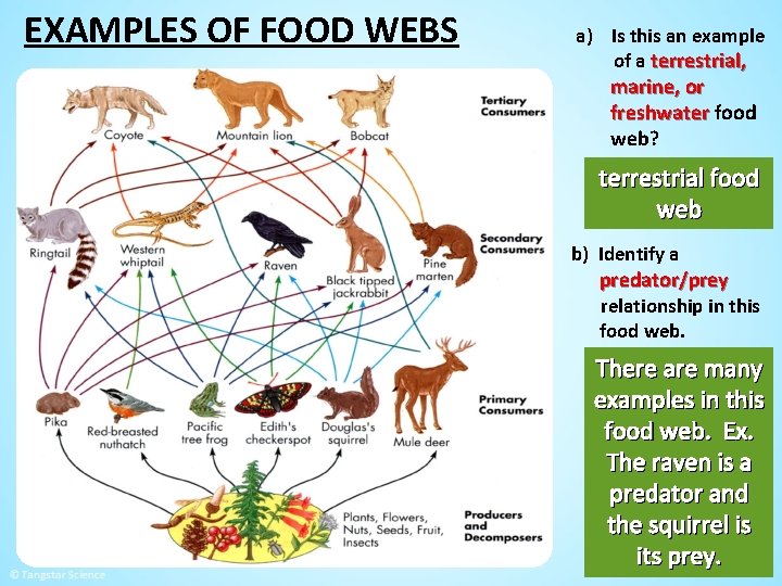 EXAMPLES OF FOOD WEBS a) Is this an example of a terrestrial, marine, or