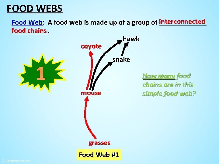 FOOD WEBS Food Web: A food web is made up of a group of