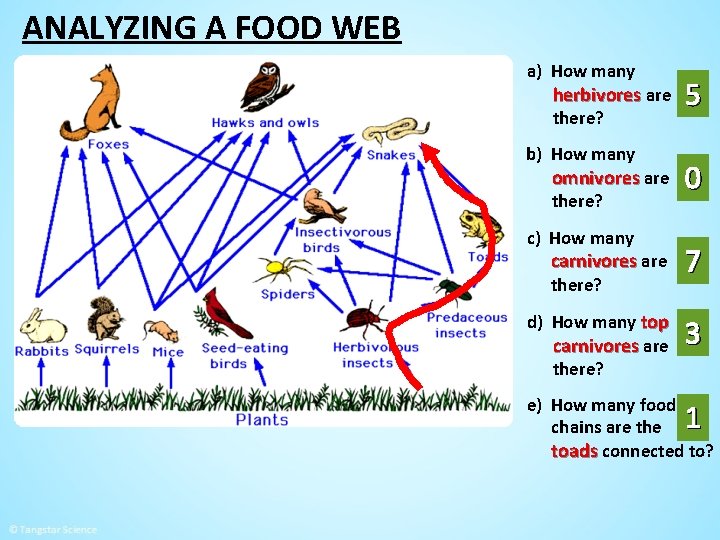 ANALYZING A FOOD WEB a) How many herbivores are there? b) How many omnivores