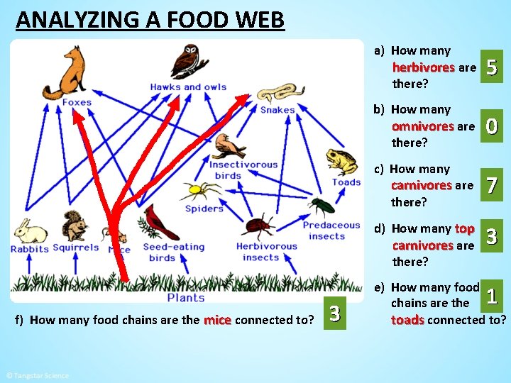 ANALYZING A FOOD WEB a) How many herbivores are there? b) How many omnivores