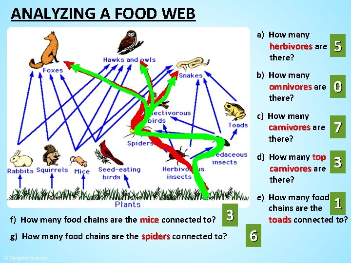 ANALYZING A FOOD WEB a) How many herbivores are there? b) How many omnivores