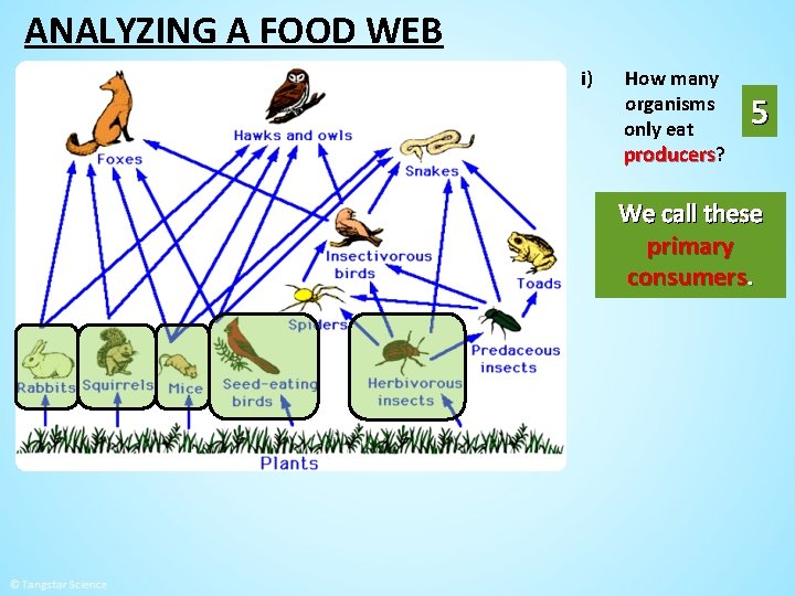 ANALYZING A FOOD WEB i) How many organisms only eat producers? 5 We call