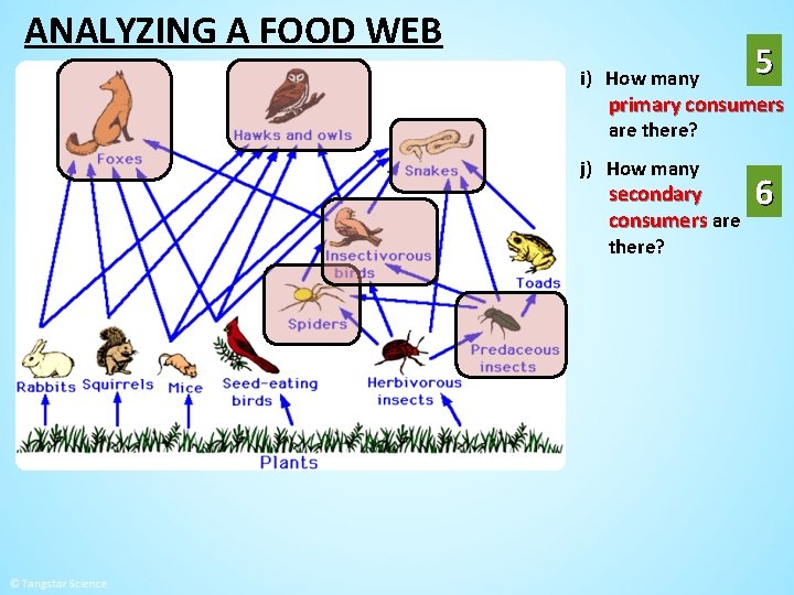 ANALYZING A FOOD WEB i) How many 5 primary consumers are there? j) How