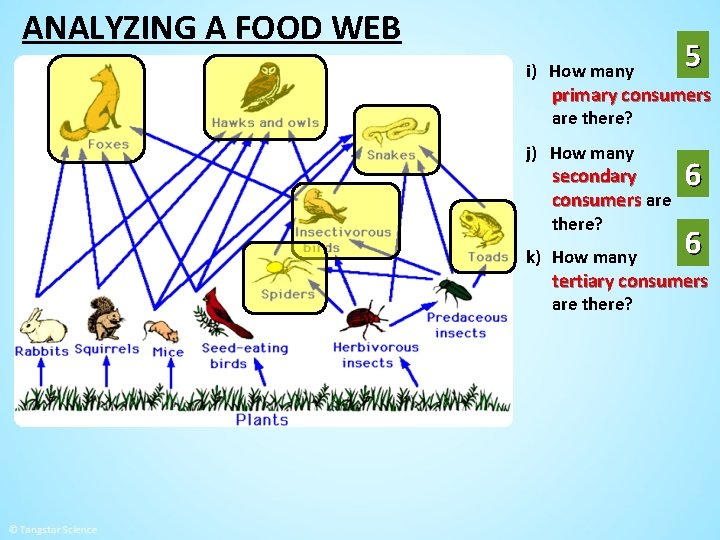 ANALYZING A FOOD WEB i) How many 5 primary consumers are there? j) How