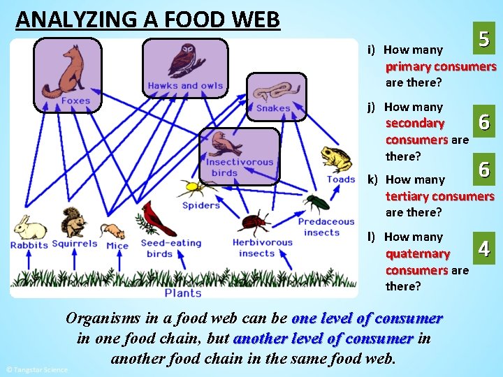 ANALYZING A FOOD WEB i) How many 5 primary consumers are there? j) How