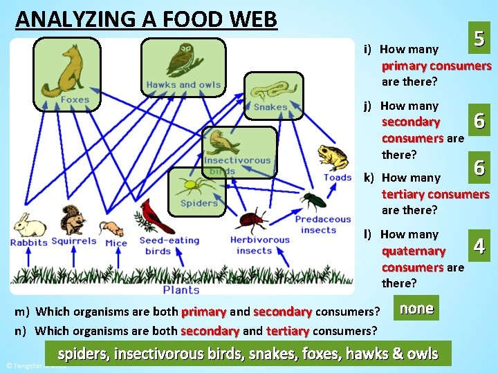 ANALYZING A FOOD WEB i) How many 5 primary consumers are there? j) How