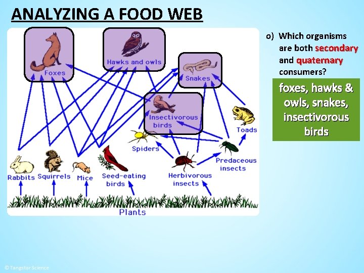 ANALYZING A FOOD WEB o) Which organisms are both secondary and quaternary consumers? foxes,