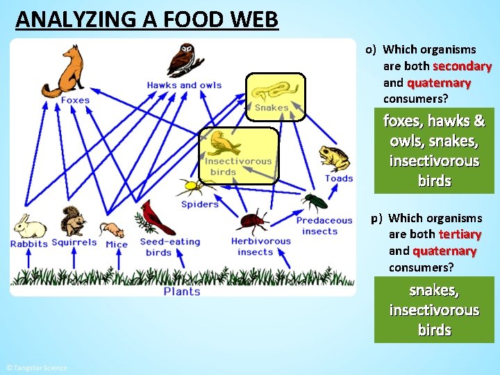 ANALYZING A FOOD WEB o) Which organisms are both secondary and quaternary consumers? foxes,