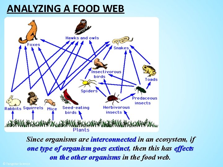 ANALYZING A FOOD WEB Since organisms are interconnected in an ecosystem, if one type