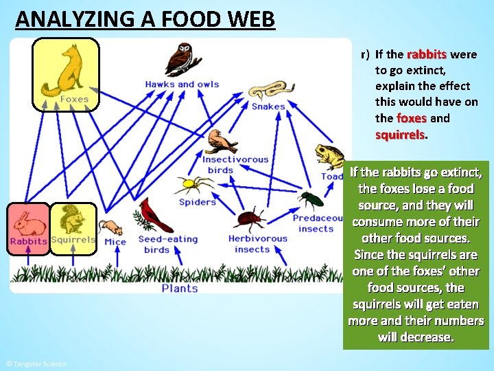 ANALYZING A FOOD WEB r) If the rabbits were to go extinct, explain the