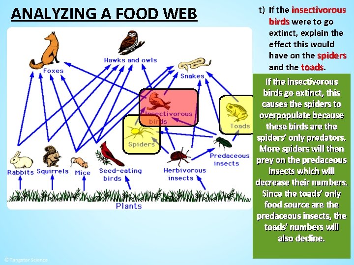 ANALYZING A FOOD WEB t) If the insectivorous birds were to go extinct, explain