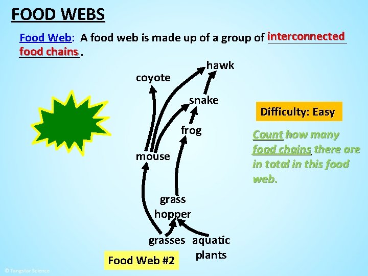 FOOD WEBS Food Web: A food web is made up of a group of